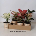 Зображення товару Аглаонема мікс, артикул: 53412