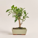 Зображення товару Бонсай в кер., артикул: 17924