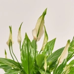 Зображення товару Спатифіллум Шопен в кер., артикул: 52478