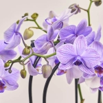 Зображення товару Фаленопсис фарб. каскад 2ст. мікс, артикул: 53484