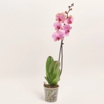 Зображення товару Фаленопсис 1ст. мікс, артикул: 17941
