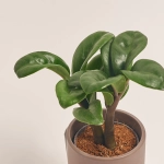 Зображення товару Заміокулькас Зензі "Лука" в кер., артикул: 49477