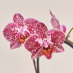 Зображення товару Фаленопсис Мф каскад 1ст. мікс в кер., артикул: 53169