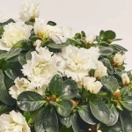 Зображення товару Азалія мікс в кер., артикул: 25146