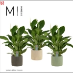 Зображення товару Спатифіллум Вівальді в кер., артикул: 57021