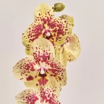 Зображення товару Фаленопсис 1ст. мікс, артикул: 21044