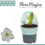 Зображення товару Амариліс Арктик Вайт, артикул: 56902