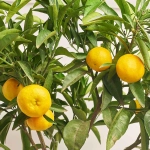 Зображення товару Цитрус Клементин, артикул: 53913