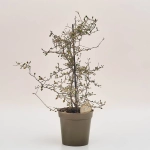 Зображення товару Корокія Котонестер, артикул: 18413