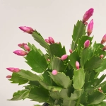 Зображення товару Шлюмбергера рожева, артикул: 42683