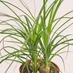 Зображення товару Ноліна Рекурвата, артикул: 54987