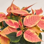 Зображення товару Пуансетія Крісмас Марбл, артикул: 43516