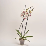 Зображення товару Фаленопсис 2ст. мікс, артикул: 18519