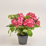 Зображення товару Гортензія мікс 5ст., артикул: 36607