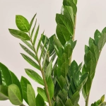 Зображення товару Заміокулькас 6ст., артикул: 18389