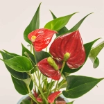 Зображення товару Антуріум мікс в кер., артикул: 51600