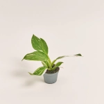 Зображення товару Філодендрон мікс, артикул: 52074