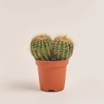 Зображення товару Нотокактус, артикул: 35771