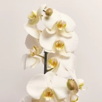 Зображення товару Фаленопсис та Кашпо Сет 225, артикул: 53726