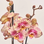 Зображення товару Фаленопсис 2ст. мікс, артикул: 25844