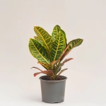 Зображення товару Кротон Петра, артикул: 35948