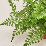 Зображення товару Аспленіум Парваті, артикул: 50876