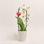 Зображення товару Фаленопсис каскад 1ст. мікс в кер., артикул: 55295