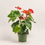 Зображення товару Антуріум Мадурал, артикул: 1181