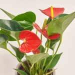 Зображення товару Антуріум мікс в кер., артикул: 51600