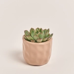 Зображення товару Сукулент мікс в кер., артикул: 22213