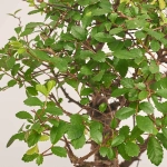 Зображення товару Бонсай в кер., артикул: 25670