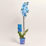 Зображення товару Фаленопсис фарб. 1ст. блакинтий, артикул: 48271