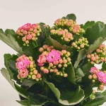 Зображення товару Каланхоє мікс, артикул: 24950