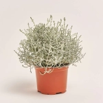 Зображення товару Леукофіта Брауні, артикул: 33152