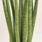 Зображення товару Сансевієрія Циліндріка, артикул: 56048