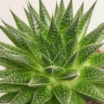 Зображення товару Сукулент мікс, артикул: 5756