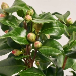 Зображення товару Камелія Японіка Доктор Кінг, артикул: 43507