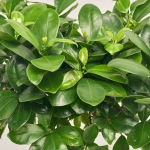 Зображення товару Фікус мікрокарпа Гінсенг, артикул: 52069