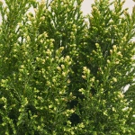 Зображення товару Кипарис Елвуді, артикул: 54046