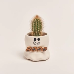 Зображення товару Сукулент "Гарбузики" мікс в кер., артикул: 52393