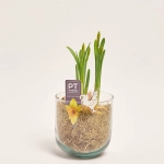 Зображення товару Нарцис Тет-а-Тет у склі, артикул: 56056