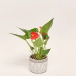 Зображення товару Антуріум мікс в кер., артикул: 51600