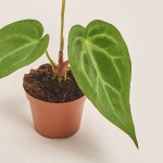 Зображення товару Антуріум Кристалічний Магніфікум, артикул: 51974