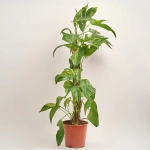 Зображення товару Епіпремнум Балтик Блу, артикул: 52849