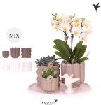 Зображення товару Сет "Слоу Лівін" Колібрі, артикул: 56229