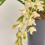 Зображення товару Цимбідіум Айс Каскад 3ст., артикул: 43902