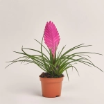 Зображення товару Тілландсія мікс, артикул: 52845