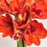 Зображення товару Букет 5 Амарилісів F448, артикул: 52499