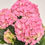 Зображення товару Гортензія рожева 7ст., артикул: 56613