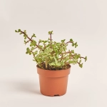 Зображення товару Сукулент мікс, артикул: 2084